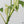 Rhaphidophora Tetrasperma Albo Variegated (wk34-I) *Half Moons*