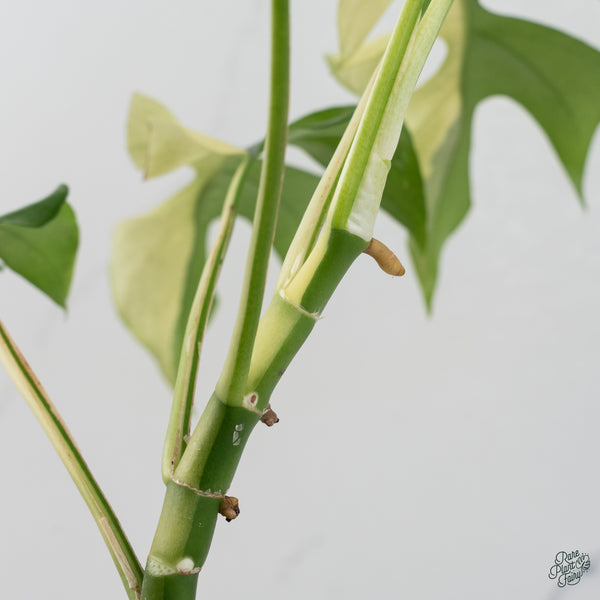 Rhaphidophora Tetrasperma Albo Variegated (wk34-I) *Half Moons*