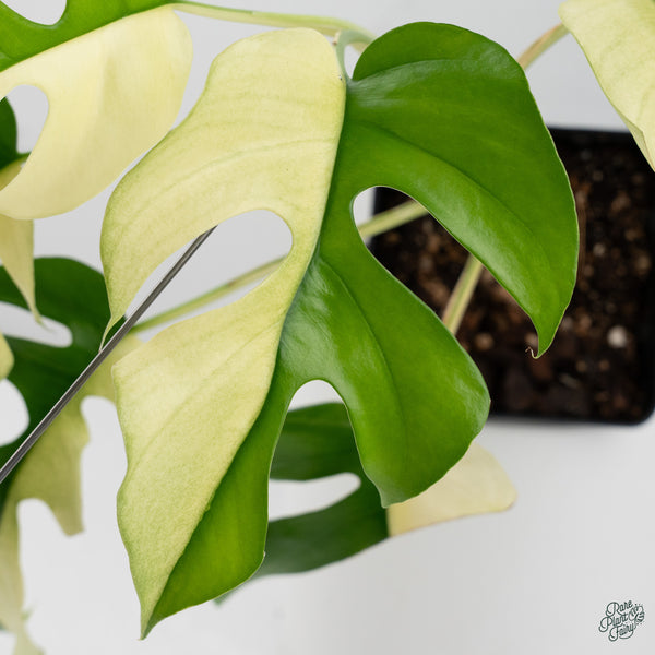 Rhaphidophora Tetrasperma Albo Variegated (wk34-I) *Half Moons*