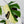 Rhaphidophora Tetrasperma Albo Variegated (wk34-I) *Half Moons*
