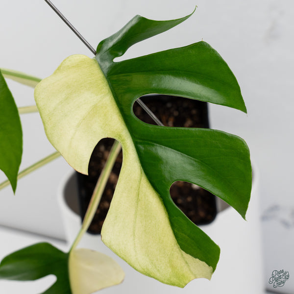 Rhaphidophora Tetrasperma Albo Variegated (wk34-I) *Half Moons*