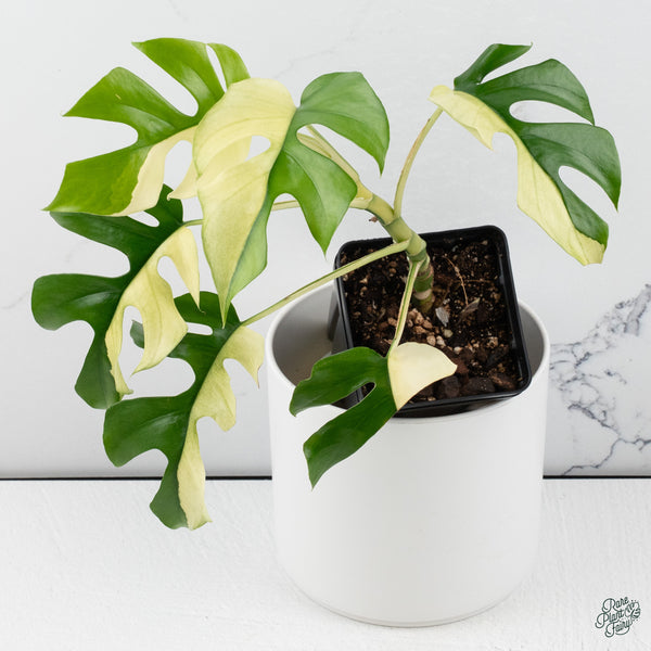 Rhaphidophora Tetrasperma Albo Variegated (wk34-I) *Half Moons*