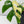 Rhaphidophora Tetrasperma Albo Variegated (wk34-I) *Half Moons*