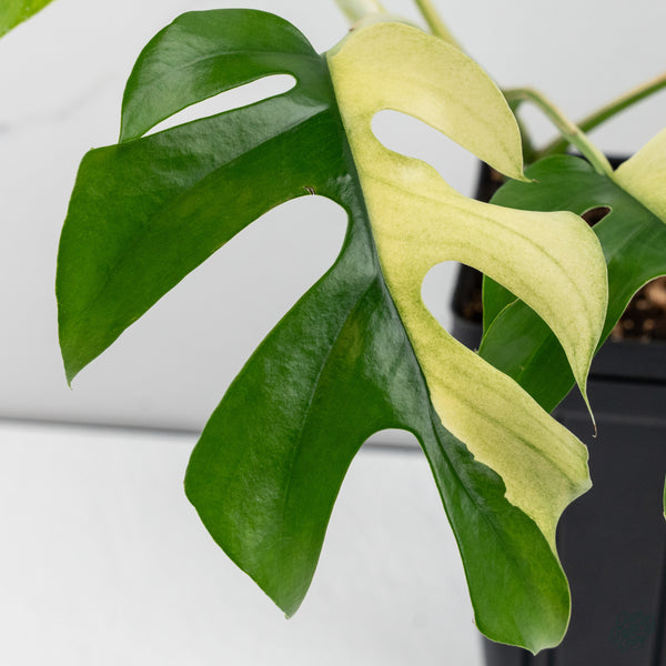 Rhaphidophora Tetrasperma Albo Variegated (wk34-I) *Half Moons*