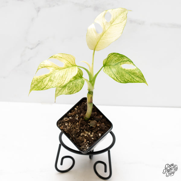 Rhaphidophora tetrasperma mint aka 'White Monster' variegated (wk3-N)