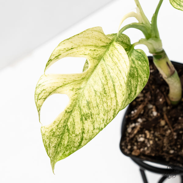 Rhaphidophora tetrasperma mint aka 'White Monster' variegated (wk3-N)