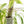 Rhaphidophora foraminifera variegated *Grower's Choice*