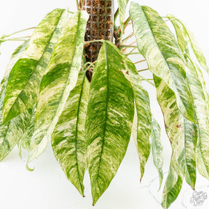 Rhaphidophora foraminifera variegated *Grower's Choice*
