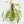 Rhaphidophora foraminifera variegated *Grower's Choice*