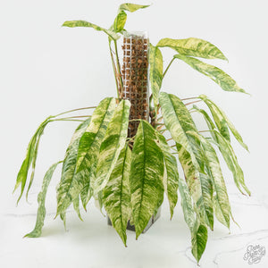 Rhaphidophora foraminifera variegated *Grower's Choice*
