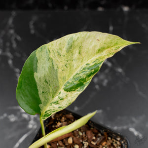 Rhaphidophora Tetrasperma 'Migma' (wk41-L350)