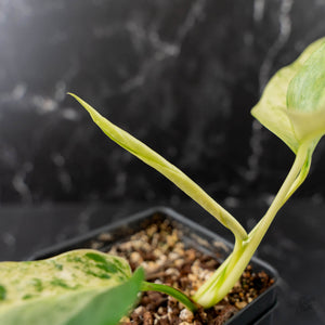 Rhaphidophora Tetrasperma 'Migma' (wk41-L350)