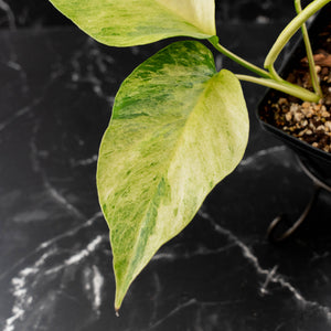 Rhaphidophora Tetrasperma 'Migma' (wk41-L350)