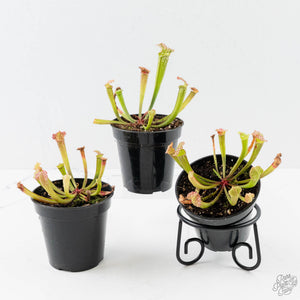Sarracenia x farnhamii (North American Pitcher Plant)