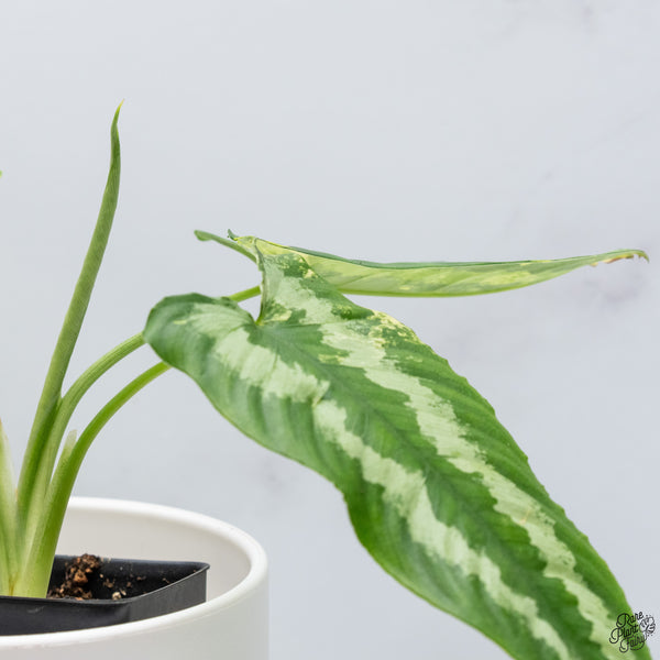 Schismatoglottis Wallichii Variegated (wk33-A)