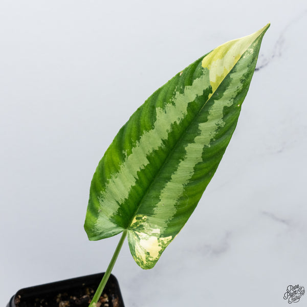 Schismatoglottis Wallichii Variegated (wk33-A)