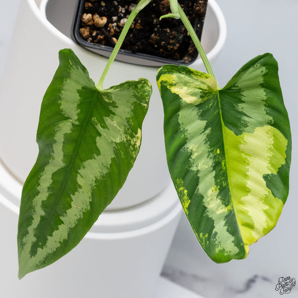 Schismatoglottis Wallichii Variegated (wk33-A)