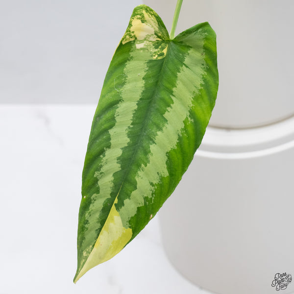 Schismatoglottis Wallichii Variegated (wk33-A)