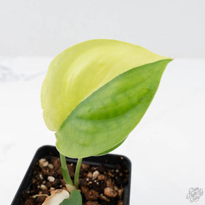 Scindapsus 'Jade Satin' aurea variegated (wk20-F)