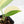 Scindapsus 'Jade Satin' aurea variegated (wk20-F)