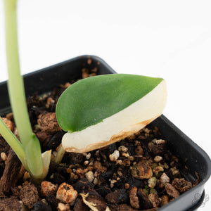 Scindapsus 'Jade Satin' aurea variegated (wk20-F)