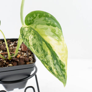Scindapsus Pictus 'Apolaki' Variegated (wk32-A)