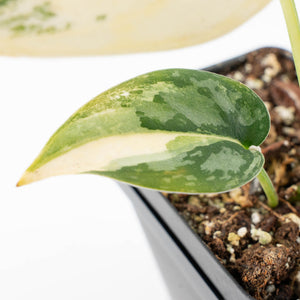 Scindapsus Pictus 'Apolaki' Variegated (wk32-A)