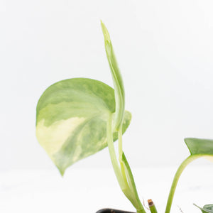 Scindapsus Pictus 'Apolaki' Variegated (wk32-A)
