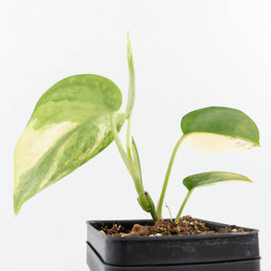 Scindapsus Pictus 'Apolaki' Variegated (wk32-A)