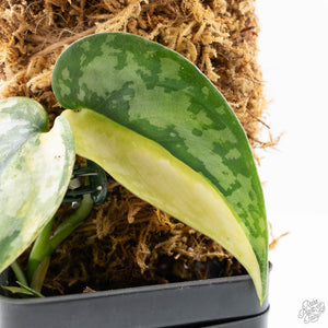 Scindapsus Pictus 'Apolaki' Variegated (wk21-A)