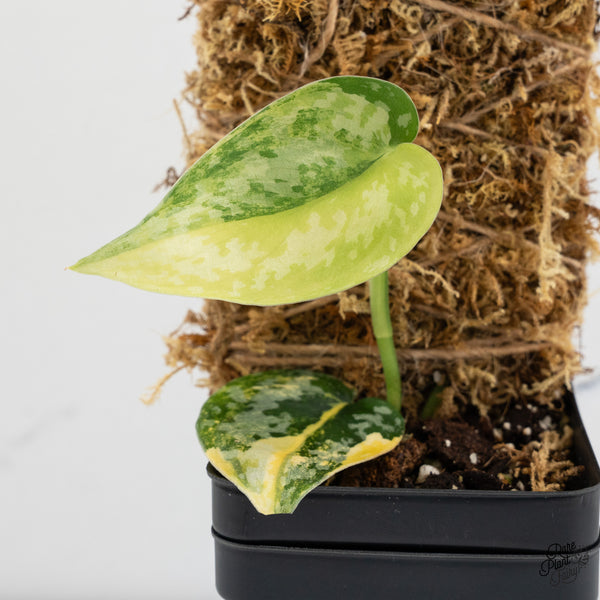 Scindapsus Pictus 'Apolaki' Variegated (wk37-C)