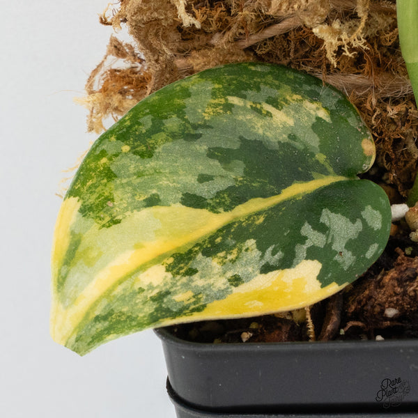 Scindapsus Pictus 'Apolaki' Variegated (wk37-C)