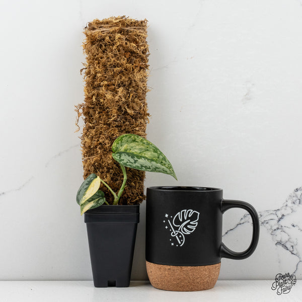 Scindapsus Pictus 'Apolaki' Variegated (wk50-B)