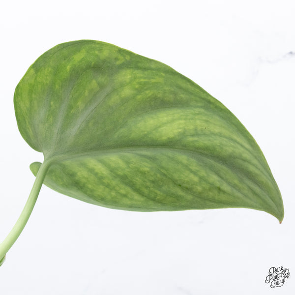 Scindapsus Pictus 'Exotica' Aurea Variegated (wk36-F)