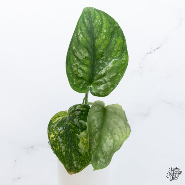 Scindapsus Pictus 'Exotica' Aurea Variegated (wk36-F)