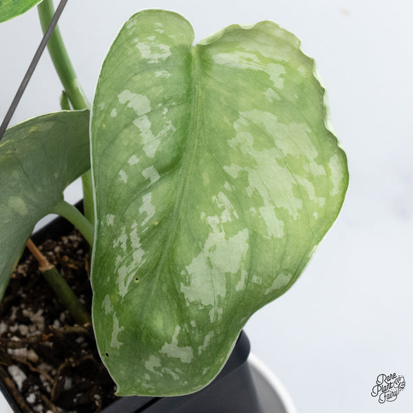 Scindapsus Pictus 'Exotica' Aurea Variegated (wk36-F)