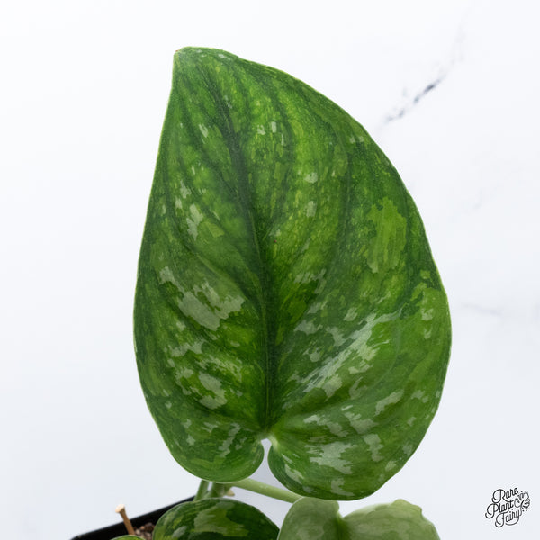 Scindapsus Pictus 'Exotica' Aurea Variegated (wk36-F)