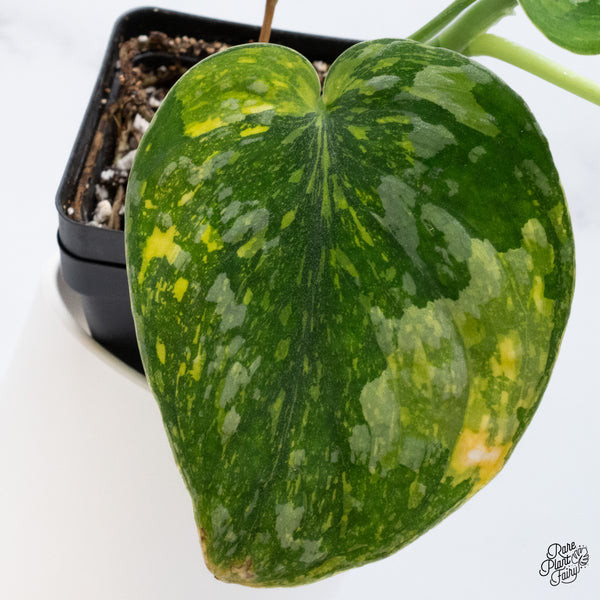 Scindapsus Pictus 'Exotica' Aurea Variegated (wk36-F)