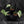 Scindapsus pictus 'Mayari' Albo Variegated