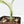 Scindapsus rubicon albo variegated (wk19-B)