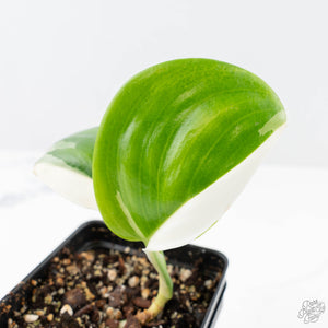 Scindapsus rubicon albo variegated (wk21-G)