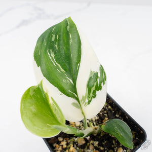 Scindapsus rubicon albo variegated (wk23-A)