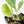 Scindapsus rubicon albo variegated (wk23-A)