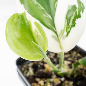 Scindapsus rubicon albo variegated (wk23-A)
