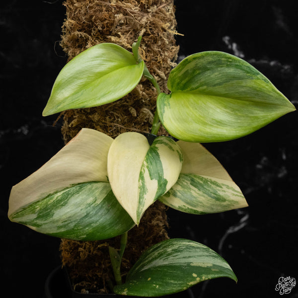 Scindapsus rubicon variegated *Grower's choice*