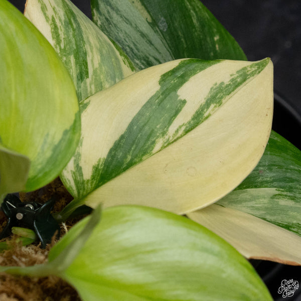 Scindapsus rubicon variegated *Grower's choice*