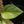 Scindapsus rubicon variegated *Grower's choice*