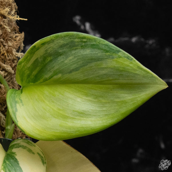 Scindapsus rubicon variegated *Grower's choice*