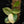 Scindapsus rubicon variegated *Grower's choice*