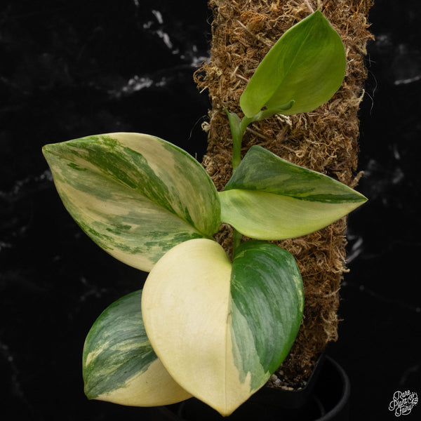 Scindapsus rubicon variegated *Grower's choice*